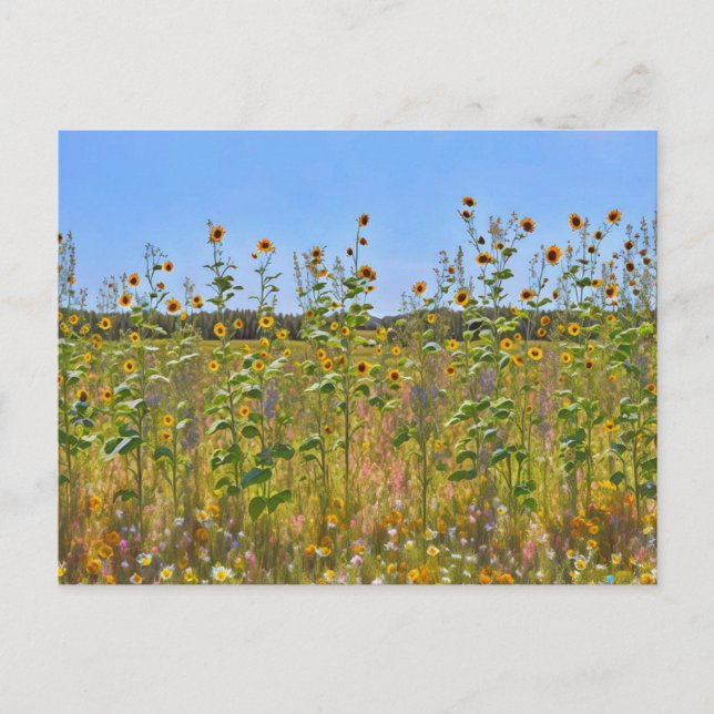 Pretty Sunflowers Flowers on a Farm Fence Postcard (Front)
