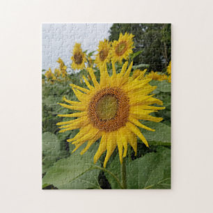 Pretty Sunflowers Jigsaw Puzzle