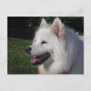 Pretty Sweet White Samoyed Dog Postcard