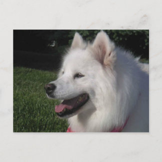 Pretty Sweet White Samoyed Dog Postcard