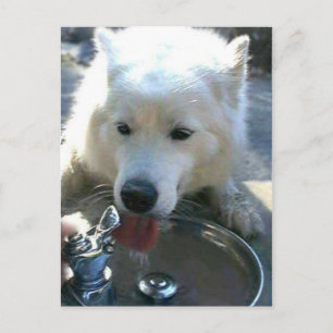 Pretty Sweet White Samoyed Dog Postcard