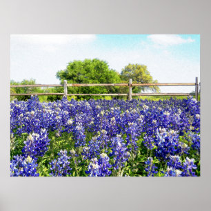 Pretty Texas Bluebonnet Flowers Hill Country Art Poster