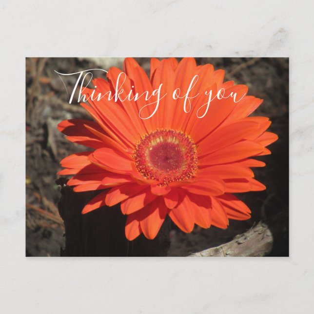 Pretty Thinking Of You Orange Gerbera Daisy Photo  Postcard (Front)