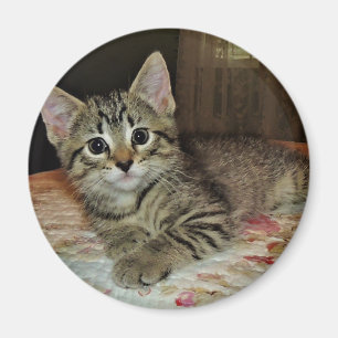 Pretty Tiger Kitten Magnet