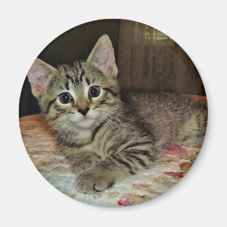 Pretty Tiger Kitten Magnet