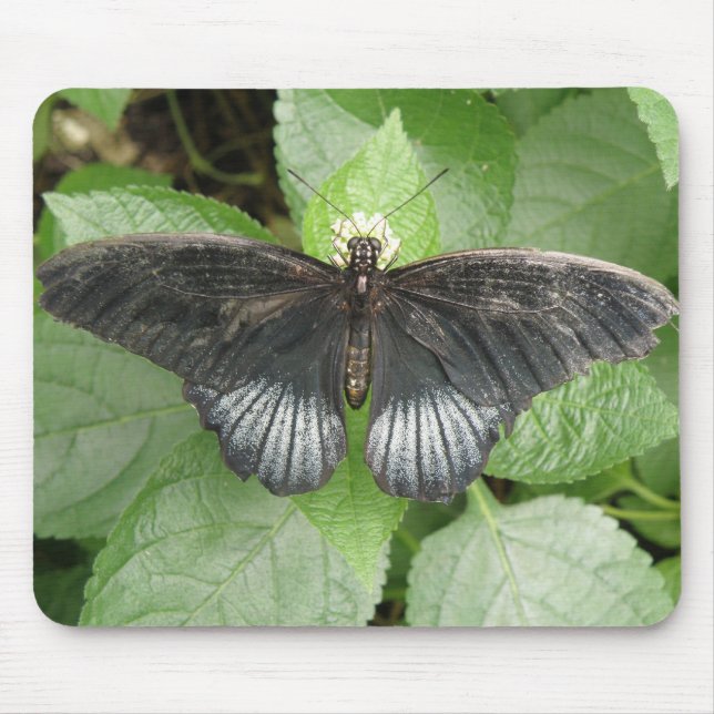 Pretty Tropical Butterfly and Flowers Mousepad (Front)