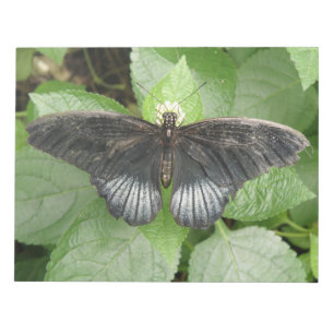 Pretty Tropical Butterfly and Flowers Notepad