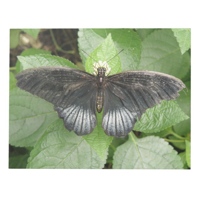 Pretty Tropical Butterfly and Flowers Notepad (Front)