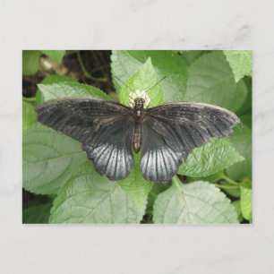 Pretty Tropical Butterfly and Flowers Postcard
