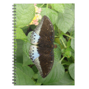 Pretty Tropical Butterfly Notebook