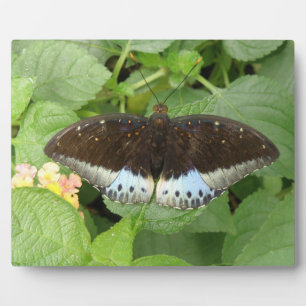 Pretty Tropical Butterfly Plaque