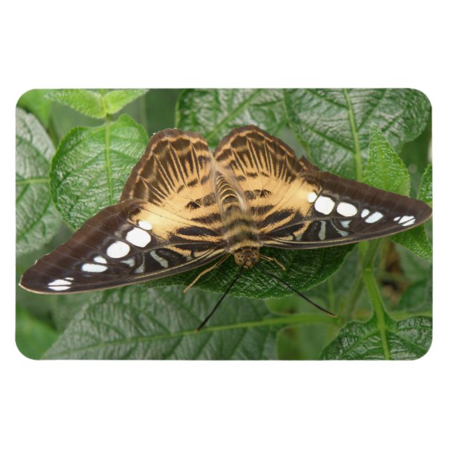 Pretty Tropical Clipper Butterfly Premium Magnet (Horizontal)
