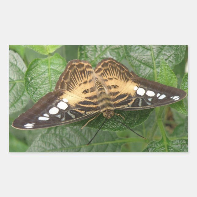 Pretty Tropical Clipper Butterfly Stickers (Front)