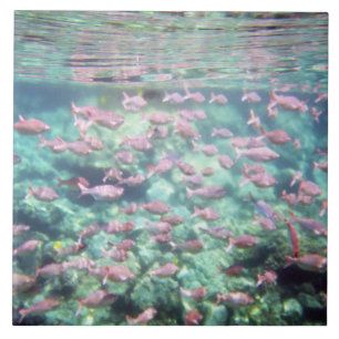 Pretty Tropical Fish Ceramic Tile