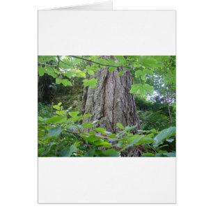 Pretty trunk