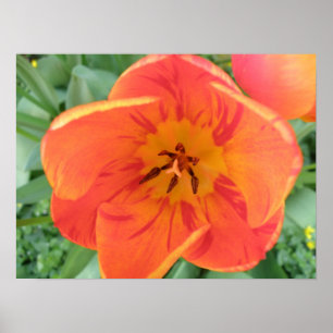 Pretty Tulip Print