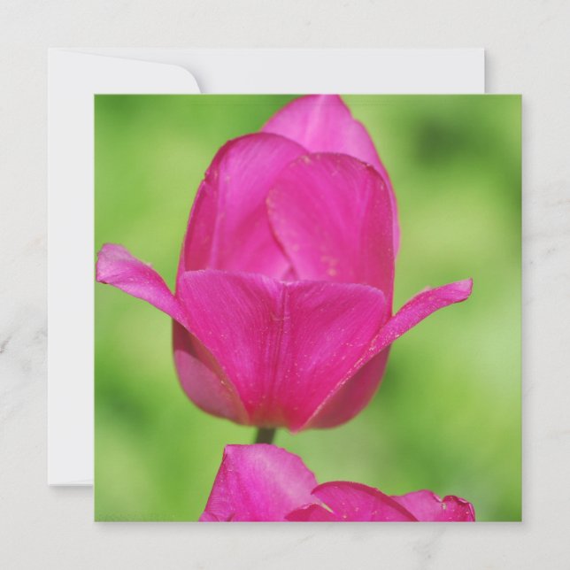 Pretty Tulips Invitations (Front)