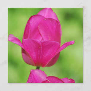 Pretty Tulips Invitations