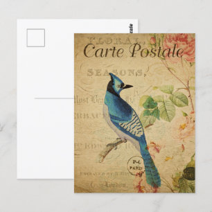 Pretty Vintage Blue Jay Postcard