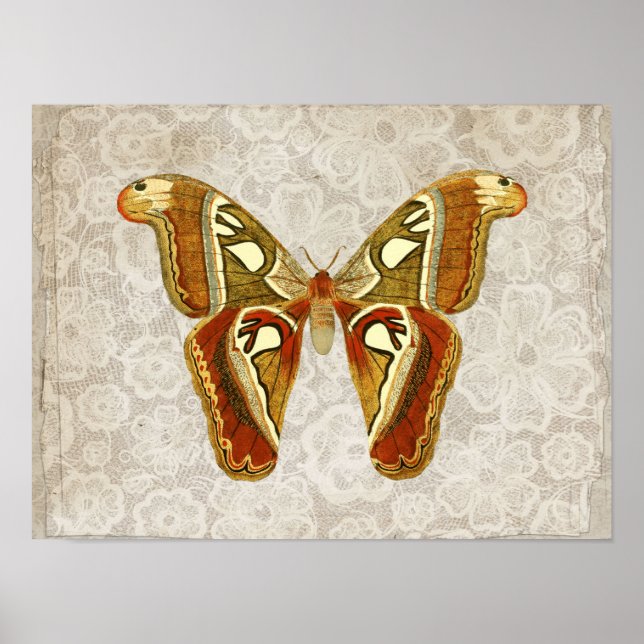 Pretty Vintage Moth Botanical   Poster (Front)
