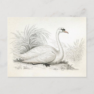 Pretty Vintage Swan Illustration Postcard