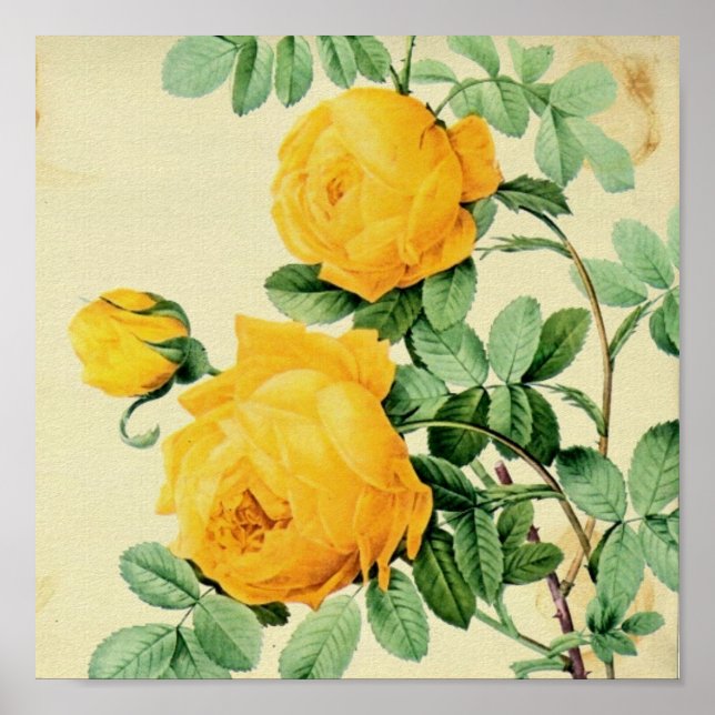 Pretty Vintage Yellow Roses Square Crop Poster (Front)