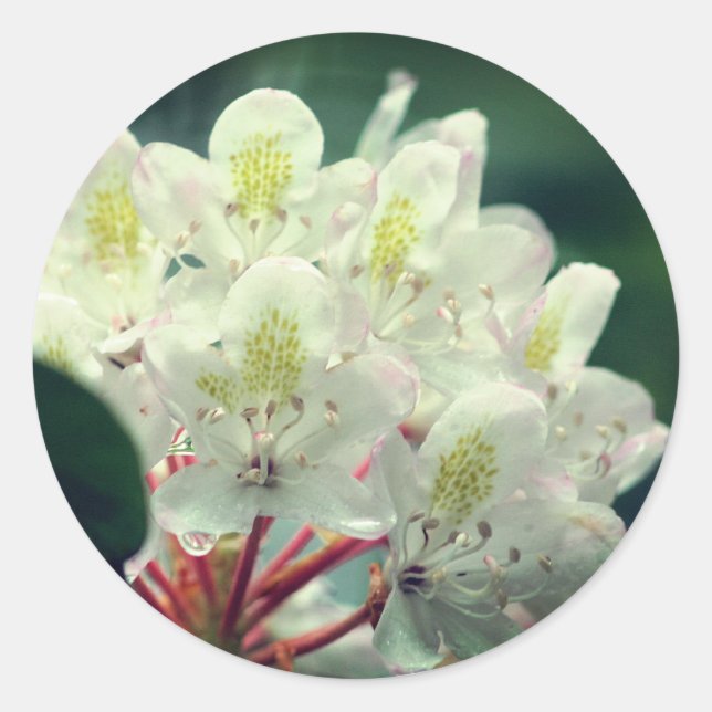 Pretty White Azalea Flower  Classic Round Sticker (Front)