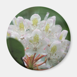 Pretty White Azalea Flower Photography  Magnet