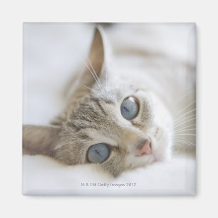 Pretty white cat with blue eyes laying on couch magnet