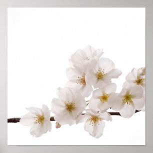Pretty White Cherry Blossoms Poster