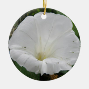Pretty White Convolvulus Flower Ornaments
