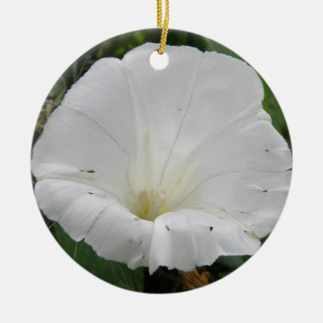 Pretty White Convolvulus Flower Ornaments (Front)
