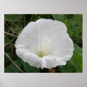 Pretty White Convolvulus Flower Poster