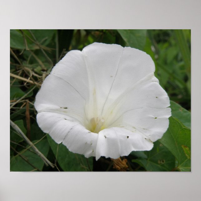 Pretty White Convolvulus Flower Poster (Front)