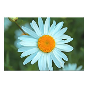 pretty white daisy flowers picture. photo print