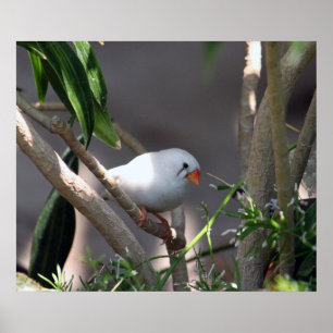 Pretty White Finch Photo Poster