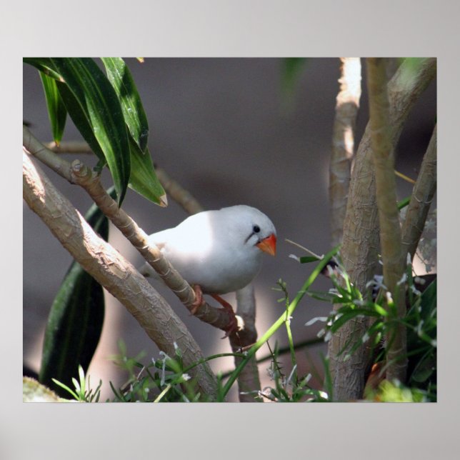 Pretty White Finch Photo Poster (Front)