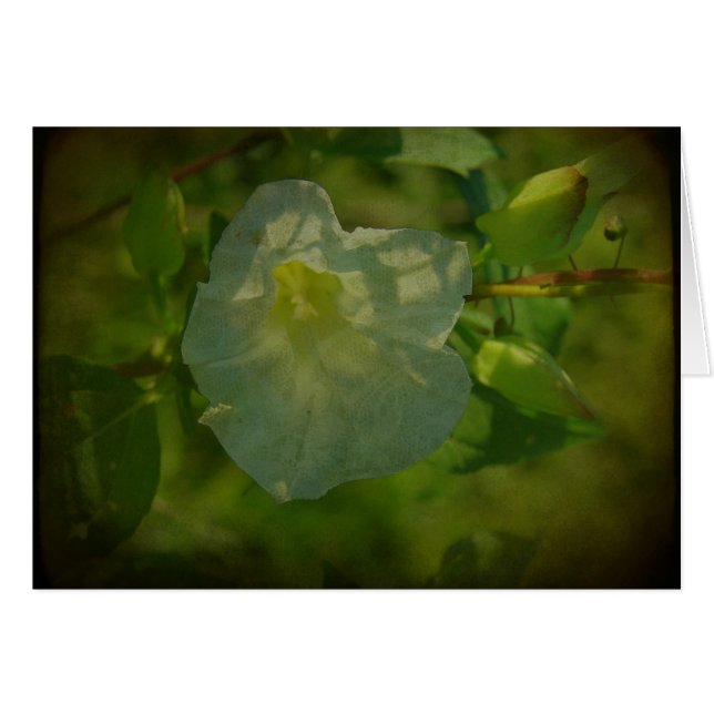 Pretty White Flower (Front Horizontal)