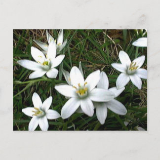 Pretty White Flowers Postcard
