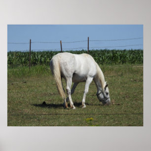 Pretty White Horse Eating in Field  on Farm Poster