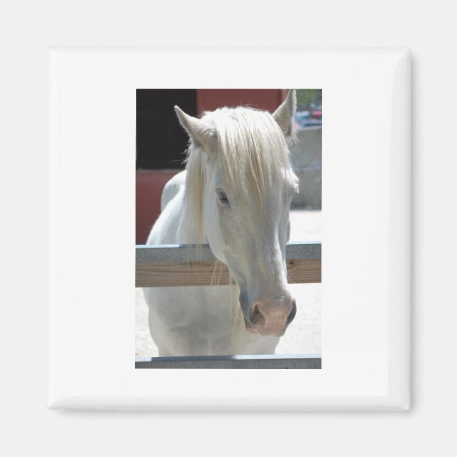 Pretty White Horse Magnet (Front)