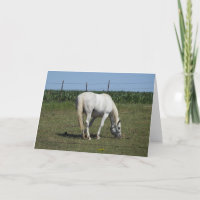 Pretty White Horse Standing in Field Blank