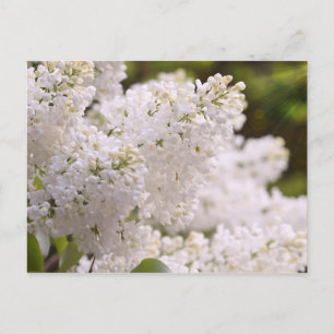 Pretty White Lilacs Photo Postcard