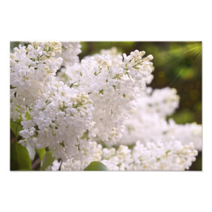 Pretty White Lilacs Photo Print
