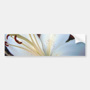 Pretty White Lily Bumper Sticker