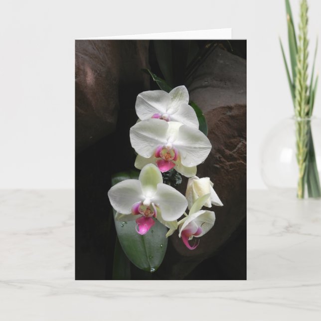 Pretty white orchids sympathy or thank you card (Front)