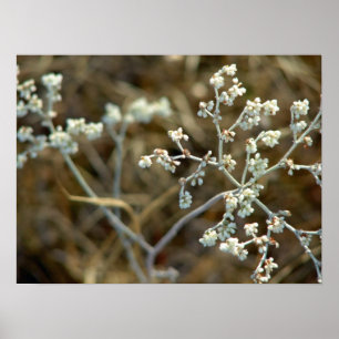 Pretty White Plant Macro Photography Poster