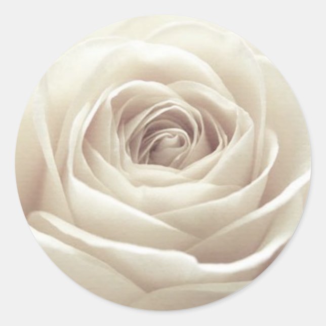 Pretty White Rose Classic Round Sticker (Front)