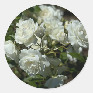 Pretty White Roses  Classic Round Sticker