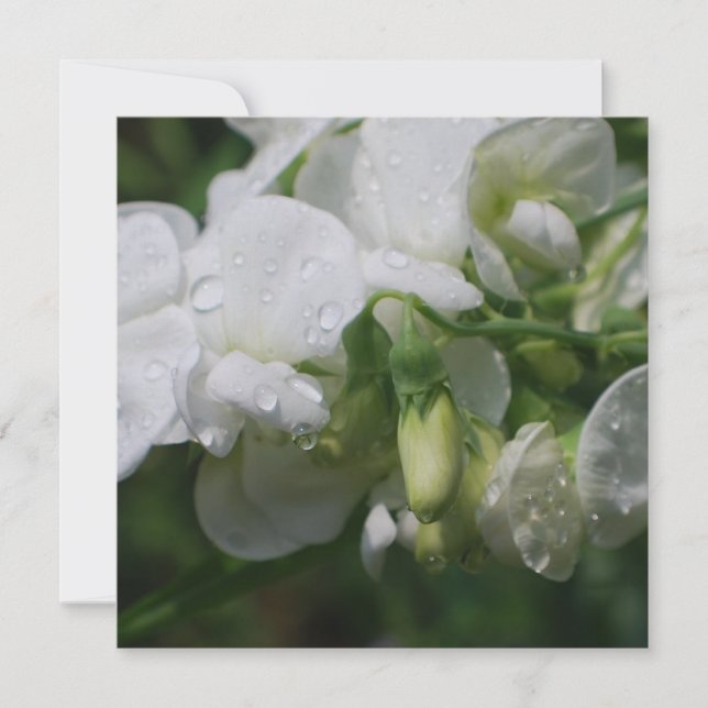 Pretty White Sweet Pea Flowers (Front)